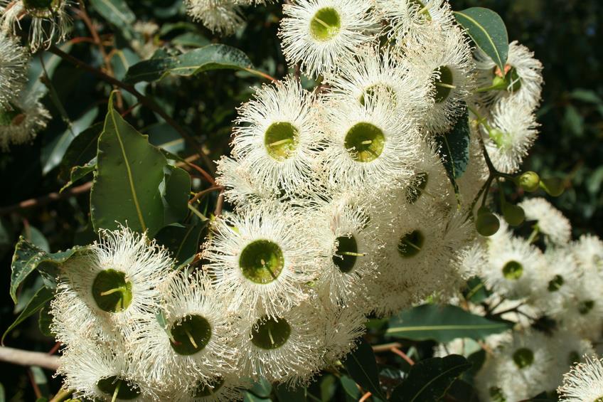 Eucalyptus Marginat Flowers