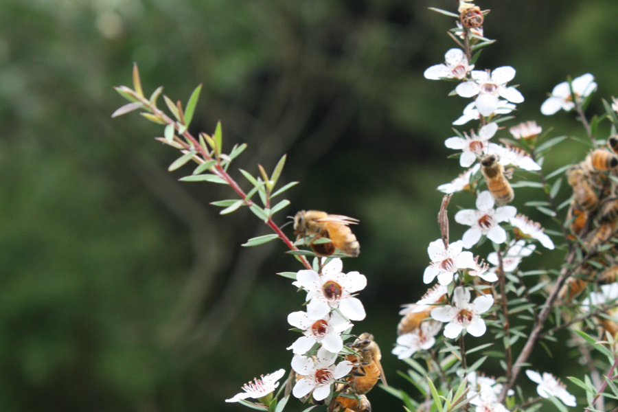 Rare and Expensive Manuka Honey